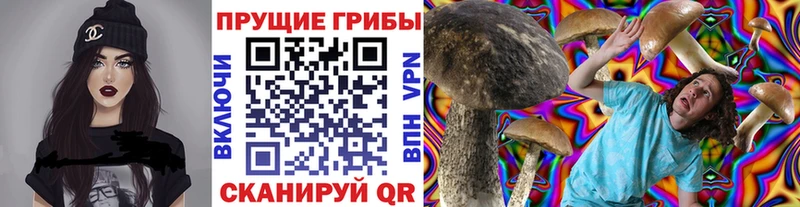Псилоцибиновые грибы Cubensis  OMG   Гаджиево 